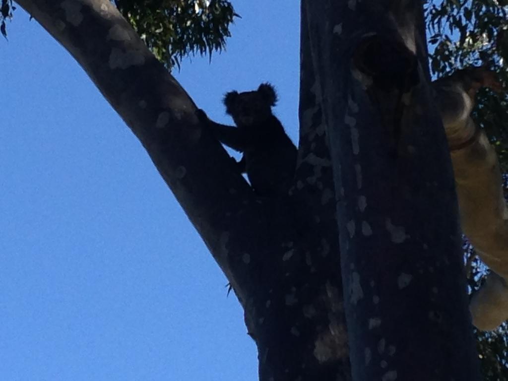 Mallacoota'S Shady Gully Caravan Park エクステリア 写真