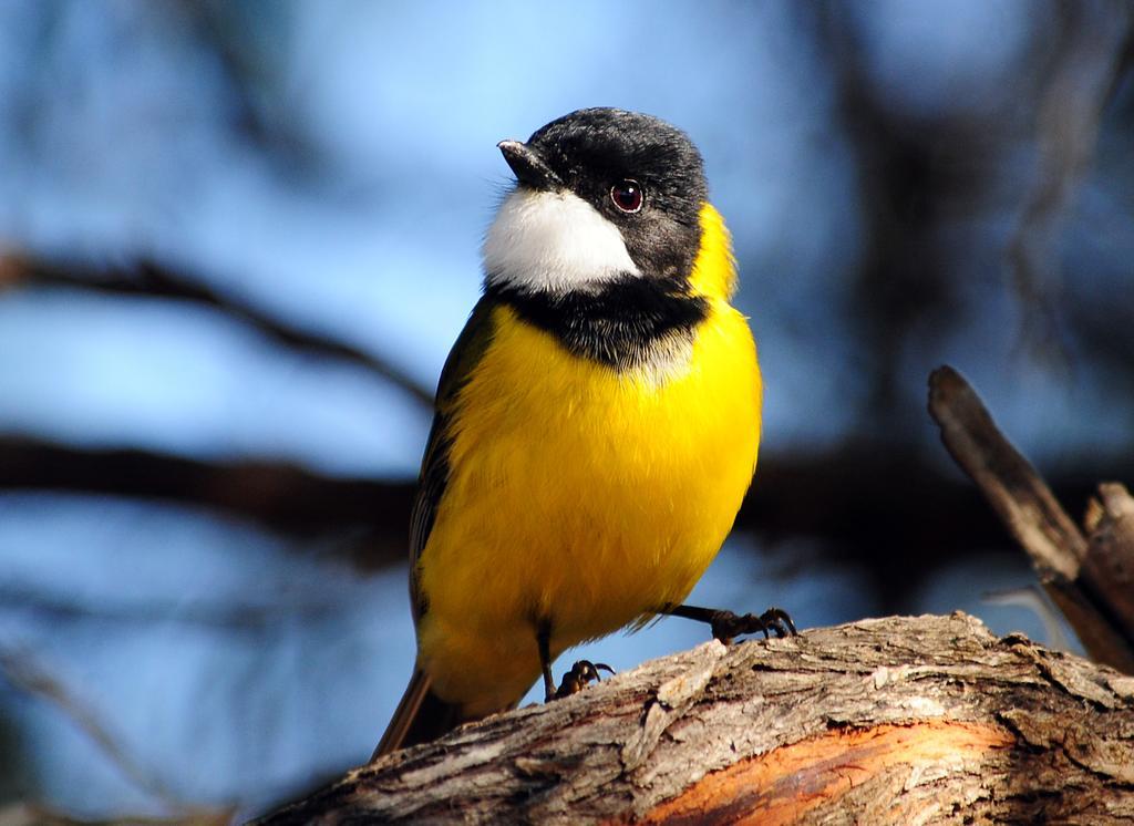 Mallacoota'S Shady Gully Caravan Park エクステリア 写真