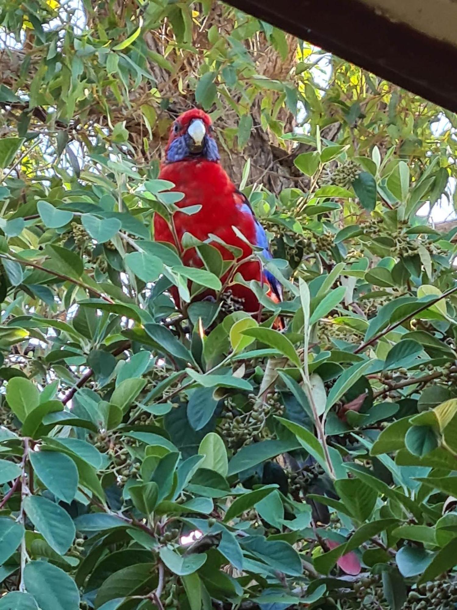 Mallacoota'S Shady Gully Caravan Park エクステリア 写真