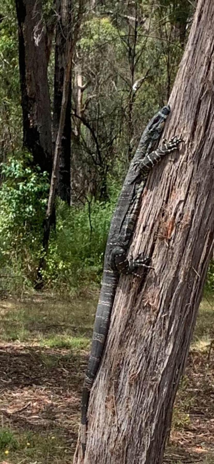Mallacoota'S Shady Gully Caravan Park エクステリア 写真