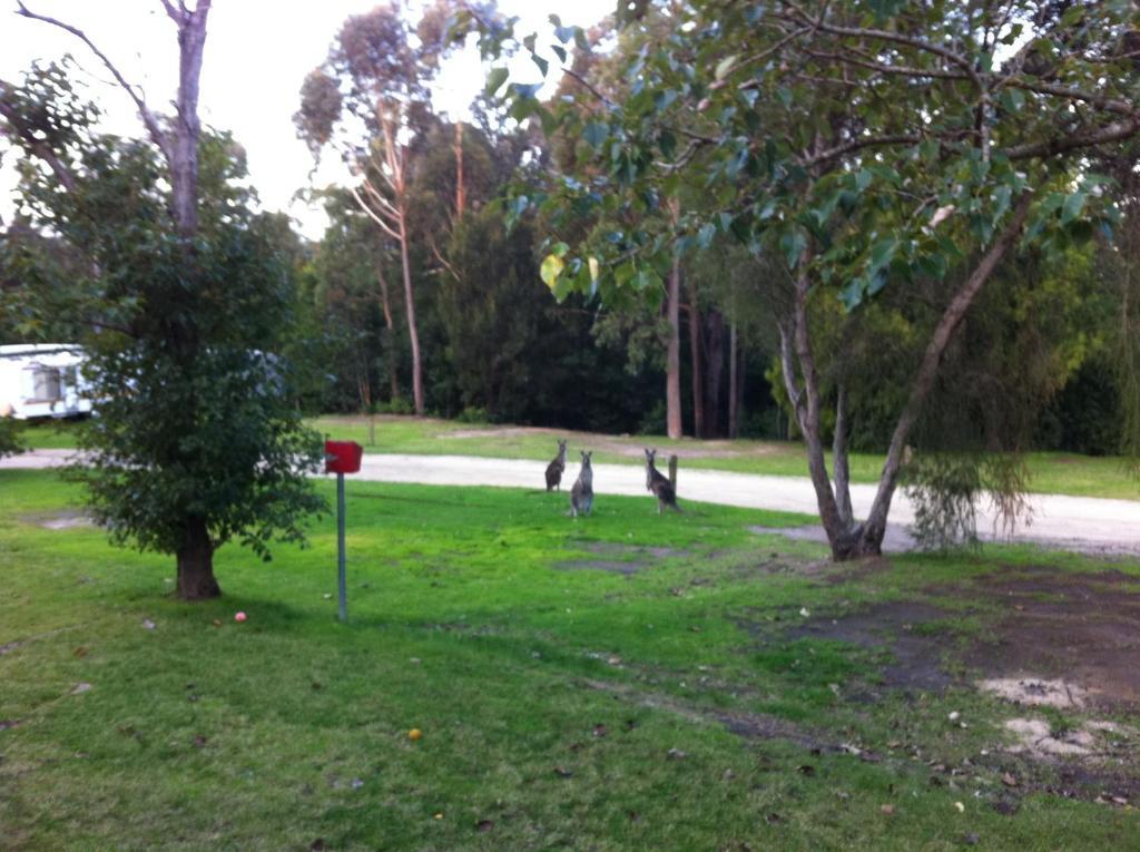 Mallacoota'S Shady Gully Caravan Park エクステリア 写真