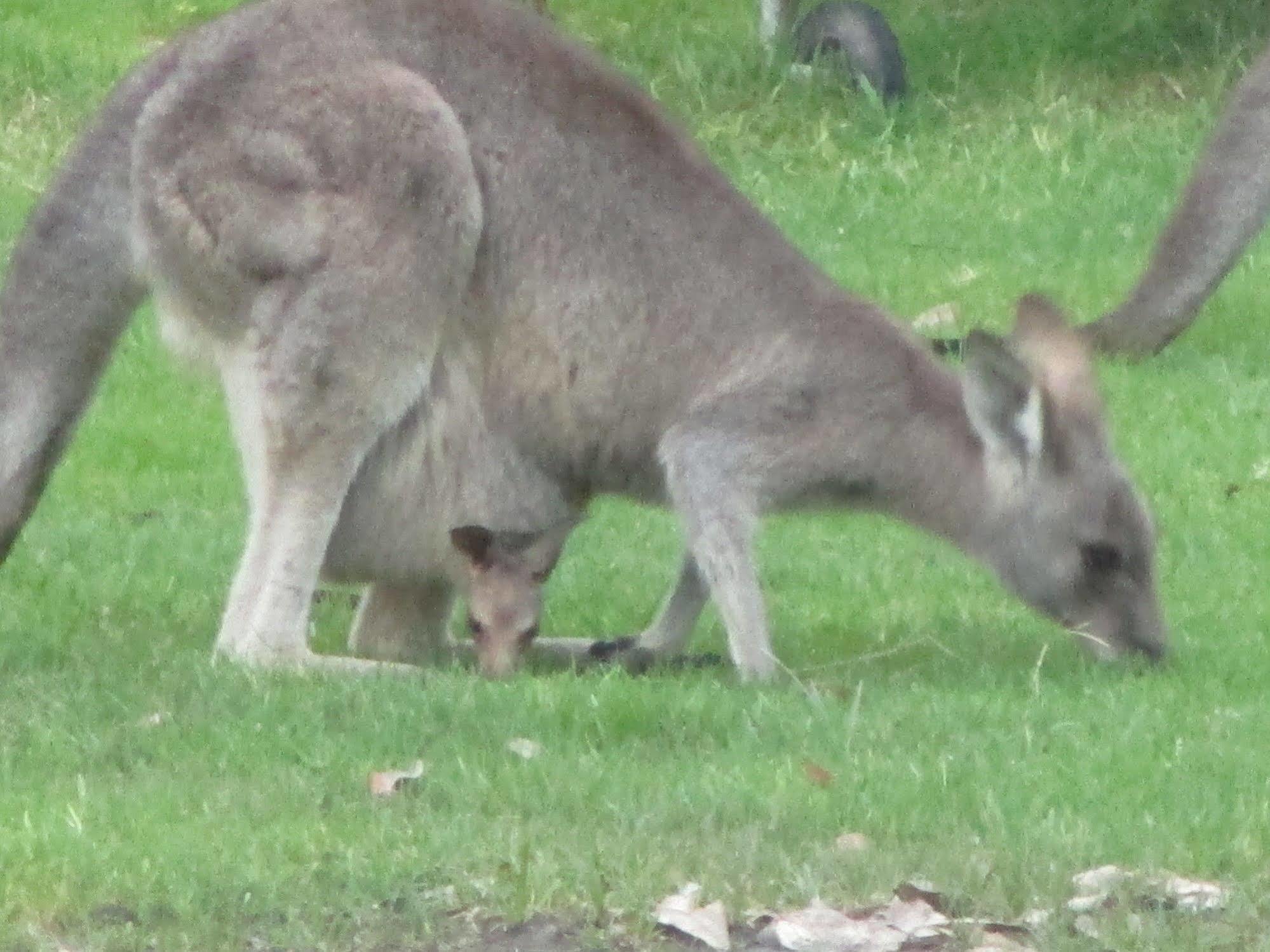Mallacoota'S Shady Gully Caravan Park エクステリア 写真